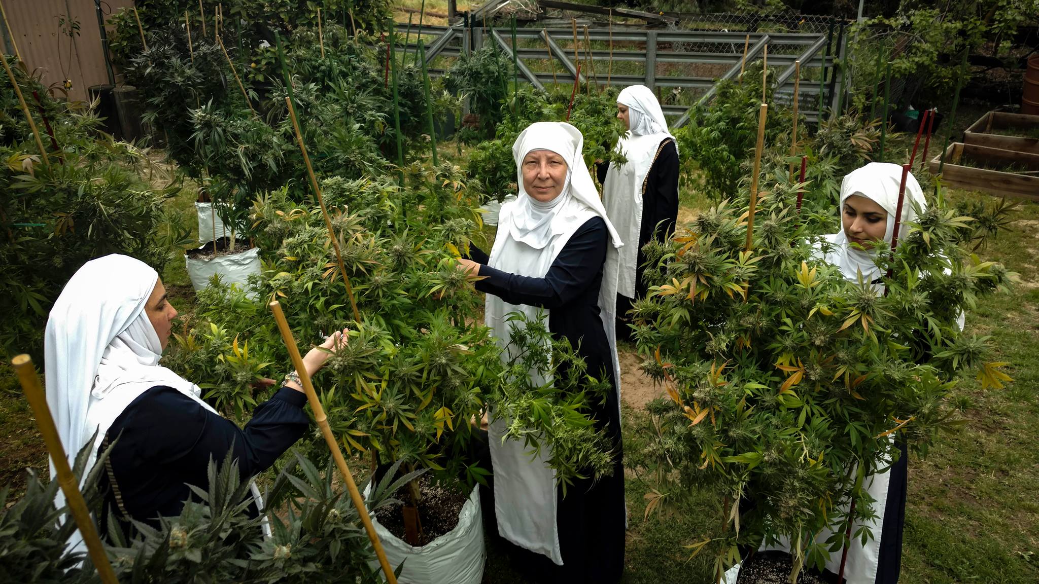 California’s ‘Weed Nuns’ On The Road To Healing With Cannabis