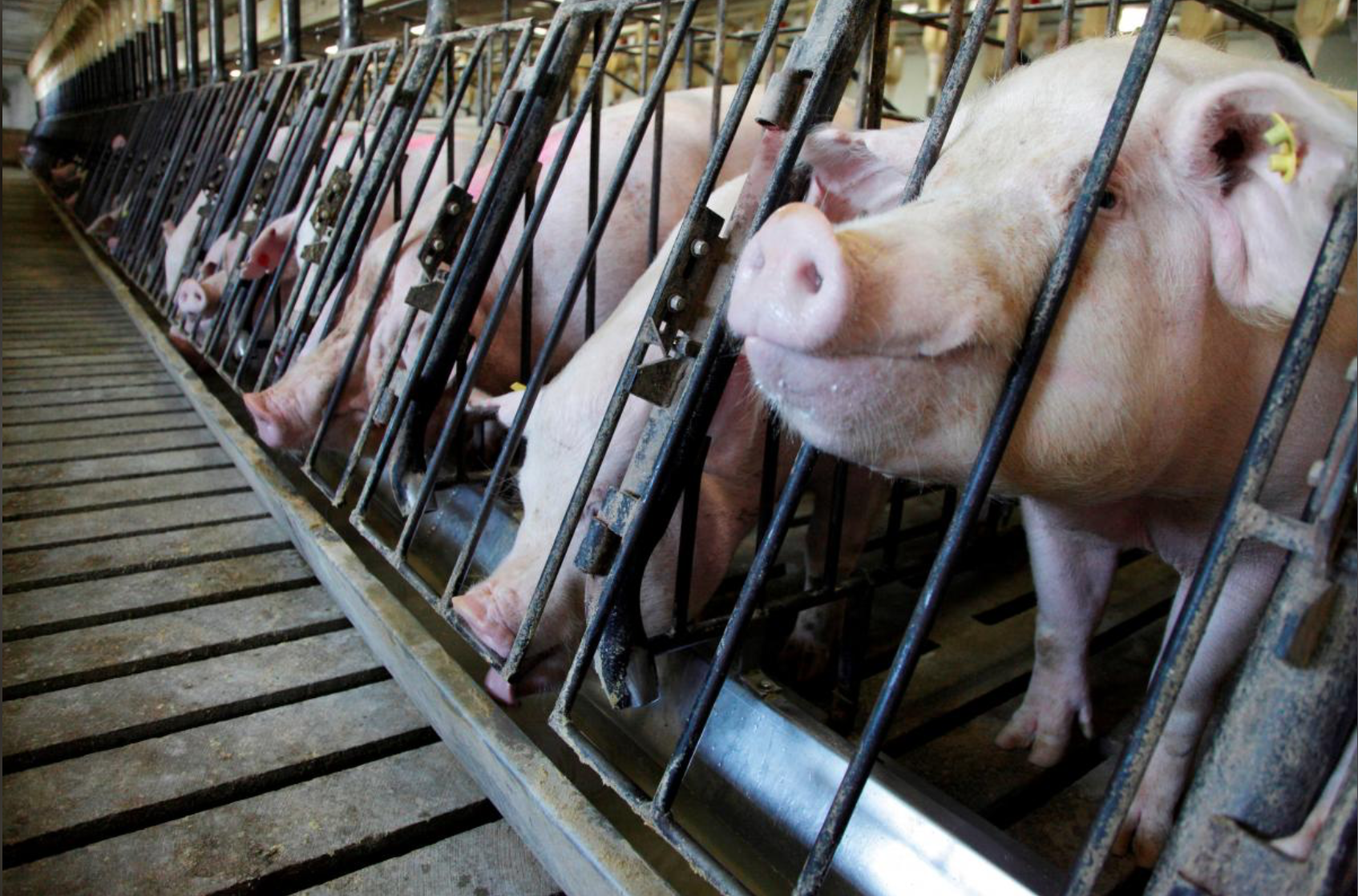U.S. Farmers Worry Trade Disputes Could Hit Pork Exports