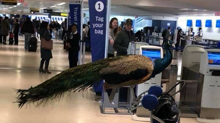 “Emotional Support Peacock” Denied Flying Despite Having Own Ticket