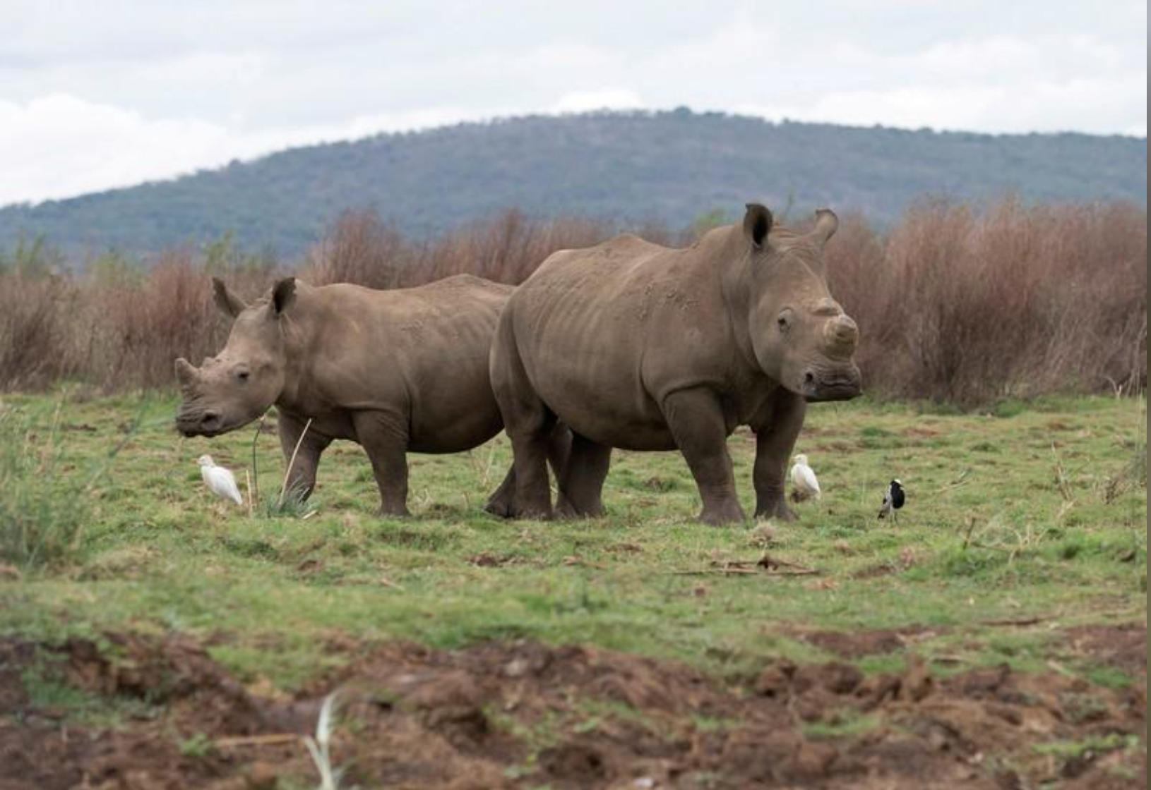 South African Ranchers Launch Open Online Market For Rhino Horn