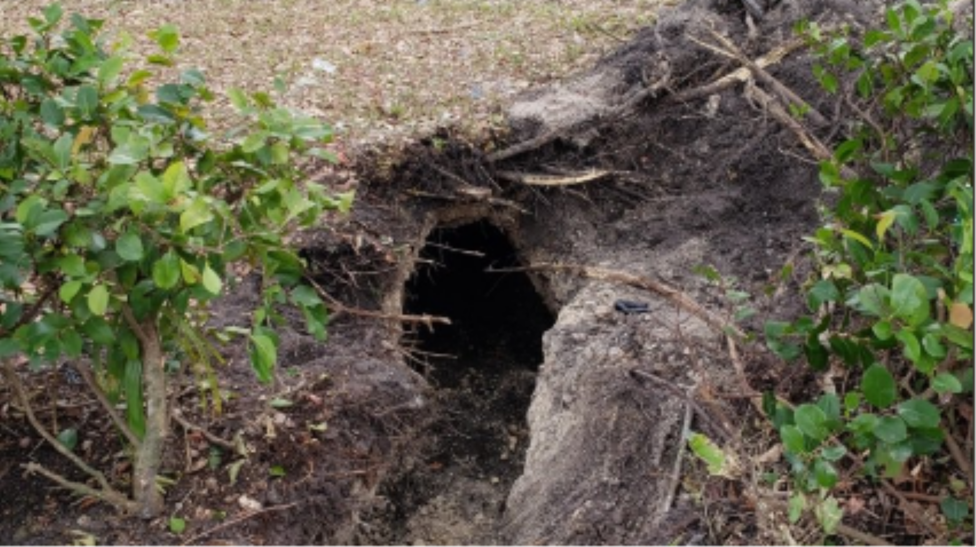 Sinkhole Turns Out To Be Underground Tunnel Leading To A Bank Dug By Would-be Robbers