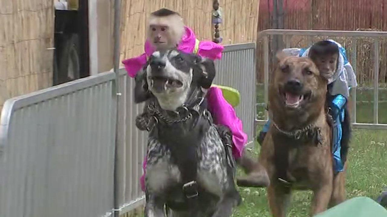 Monkeys Ride Dogs During Race