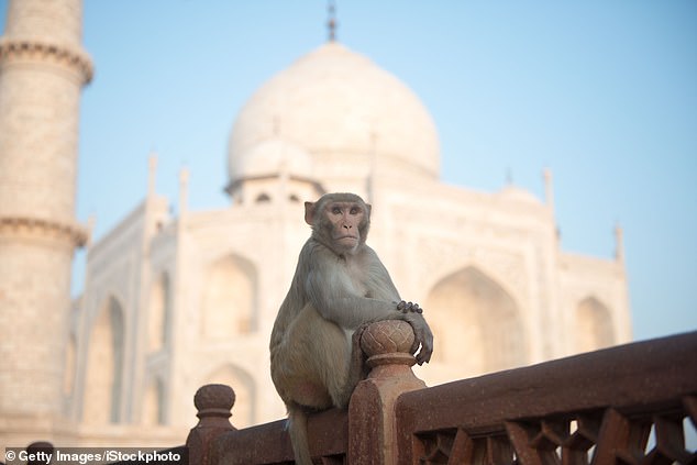 Fear Over Monkeys Attacking Trump Leads To Creation Of Patrol ‘Monkey Police’ During State Visit